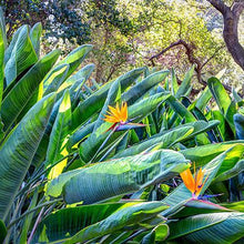 Load image into Gallery viewer, Bird Of Paradise - Orange
