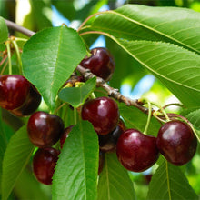 Load image into Gallery viewer, Black Tartarian Cherry Tree