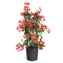 Load image into Gallery viewer, Sundown Orange Bougainvillea