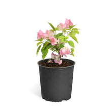 Load image into Gallery viewer, Thai Delight Bougainvillea