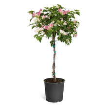 Load image into Gallery viewer, Thai Delight Bougainvillea