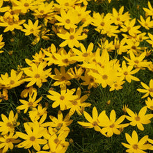 Load image into Gallery viewer, Threadleaf Coreopsis Plant