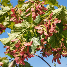 Load image into Gallery viewer, Flame Amur Maple