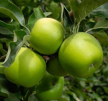 Load image into Gallery viewer, Granny Smith Apple Tree