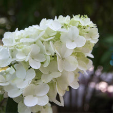 Load image into Gallery viewer, Fire Light® Hydrangea Shrub