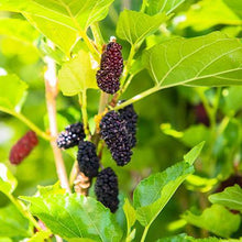 Load image into Gallery viewer, Illinois Everbearing Mulberry