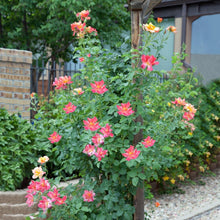 Load image into Gallery viewer, Joseph's Coat Climbing Rose