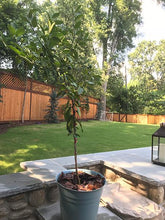 Load image into Gallery viewer, Key Lime Tree