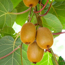 Load image into Gallery viewer, Fuzzy Kiwi - USDA Organic