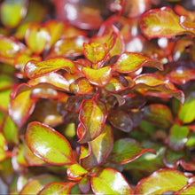 Load image into Gallery viewer, Wax Wings™ Gold Mirror Bush
