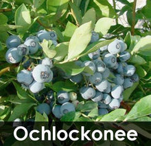 Load image into Gallery viewer, 3-in-1 Blueberry Bush (Southern Highbush)