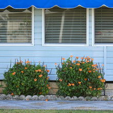 Load image into Gallery viewer, Orange Marmalade Crossandra Shrub