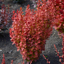 Load image into Gallery viewer, Orange Rocket Barberry Shrub