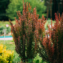 Load image into Gallery viewer, Orange Rocket Barberry Shrub