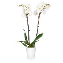 Load image into Gallery viewer, Orchid Plant in White Pot