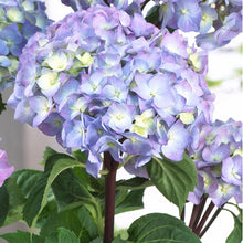 Load image into Gallery viewer, Peacock Hydrangea