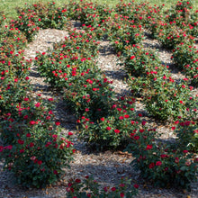 Load image into Gallery viewer, Petite Knock Out® Rose