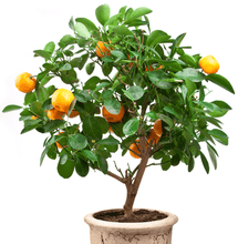 Load image into Gallery viewer, Pixie Mandarin Tree