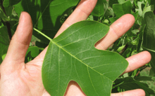 Load image into Gallery viewer, Tulip Poplar 'Little Volunteer'