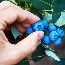 Load image into Gallery viewer, Powderblue Blueberry - USDA Organic