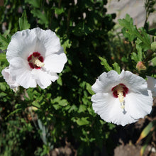 Load image into Gallery viewer, Red Heart Rose of Sharon Althea Shrub