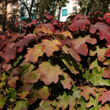 Load image into Gallery viewer, Snowcicle Hydrangea Shrub