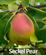 Load image into Gallery viewer, 5-in-1 Pear Tree