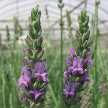 Load image into Gallery viewer, Sensational™ Lavender Plant