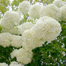 Load image into Gallery viewer, Snowball Bush