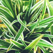 Load image into Gallery viewer, Spider Plant