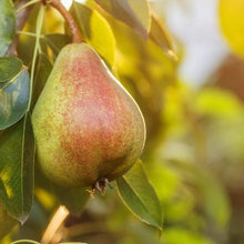 Load image into Gallery viewer, Summercrisp Pear Tree