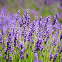 Load image into Gallery viewer, SuperBlue Lavender