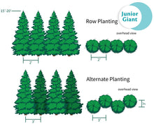 Load image into Gallery viewer, Junior Giant Thuja Tree