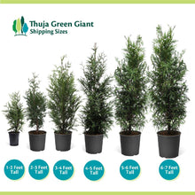 Load image into Gallery viewer, Thuja Green Giant