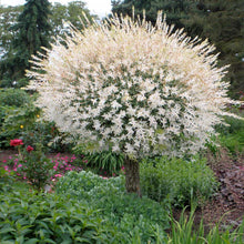 Load image into Gallery viewer, Tri-Color Willow Tree