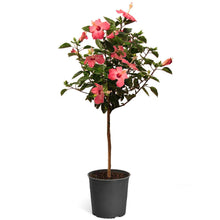 Load image into Gallery viewer, Pink Tropical Hibiscus Tree