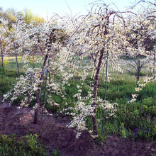 Load image into Gallery viewer, Vanilla Twist Redbud Tree