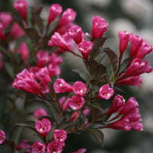 Load image into Gallery viewer, Wine and Roses Weigela Shrub