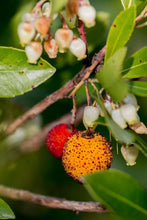 Load image into Gallery viewer, Marina Strawberry Tree
