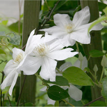 Load image into Gallery viewer, Henryi Clematis Vine
