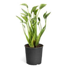 Load image into Gallery viewer, Tiny Dancer Alocasia Plant
