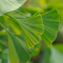 Load image into Gallery viewer, Beijing Gold Ginkgo Tree
