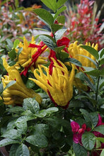 Load image into Gallery viewer, Buddha's Hand Citron
