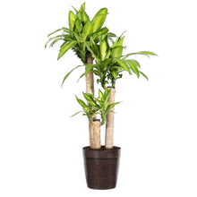 Load image into Gallery viewer, 'Dracaena' Corn Plant
