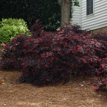 Load image into Gallery viewer, 'Ever Red' Loropetalum
