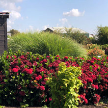 Load image into Gallery viewer, Everlasting® Crimson Ruby Hydrangea Shrub
