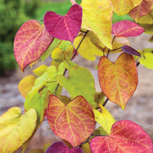 Load image into Gallery viewer, Flame Thrower® Redbud Tree
