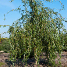 Load image into Gallery viewer, 'Golden Curls' Corkscrew Willow
