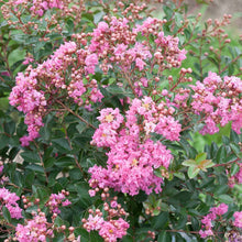 Load image into Gallery viewer, Infinitini® Brite Pink Crape Myrtle Shrub
