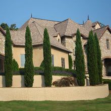 Load image into Gallery viewer, Italian Cypress
